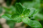 L'Ashwagandha ou la plante anti-stress